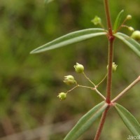 Scleromitrion diffusum (Willd.) R.J.Wang